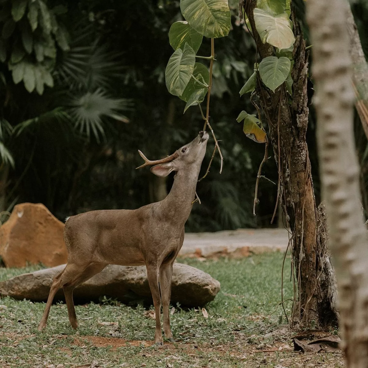 Foto de un venado cola blanca joven con cuernos pequeños comiendo de un árbol.