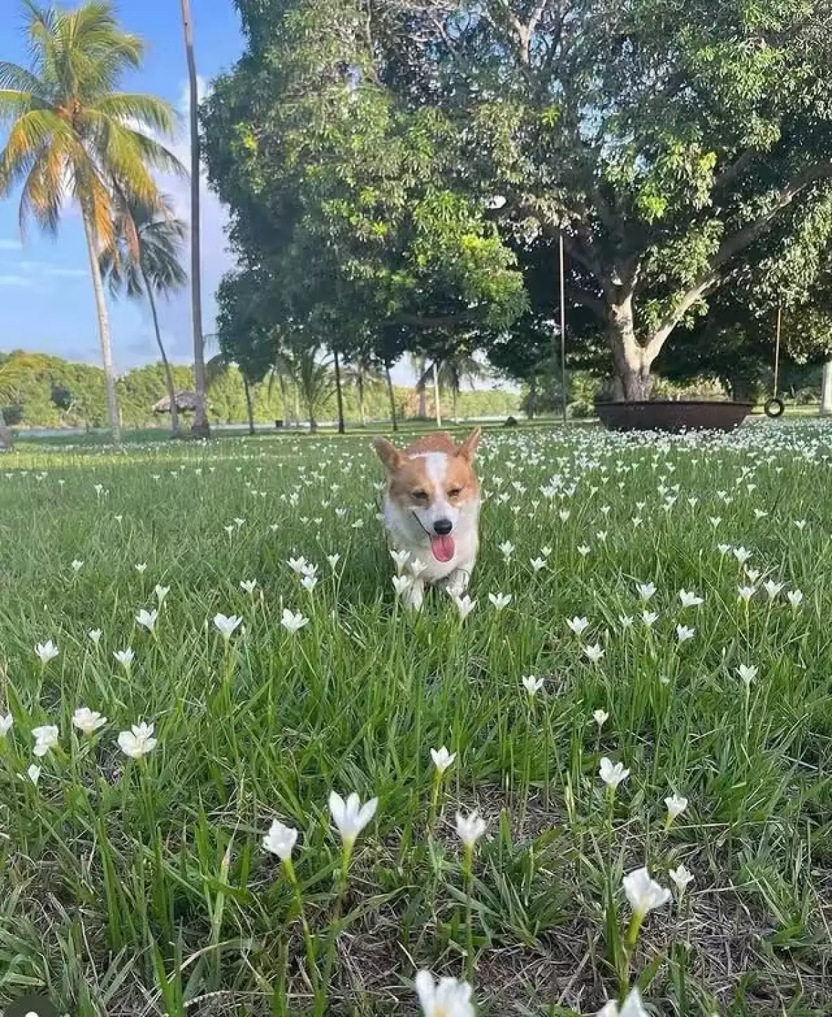 Perro de Fátima Bosch