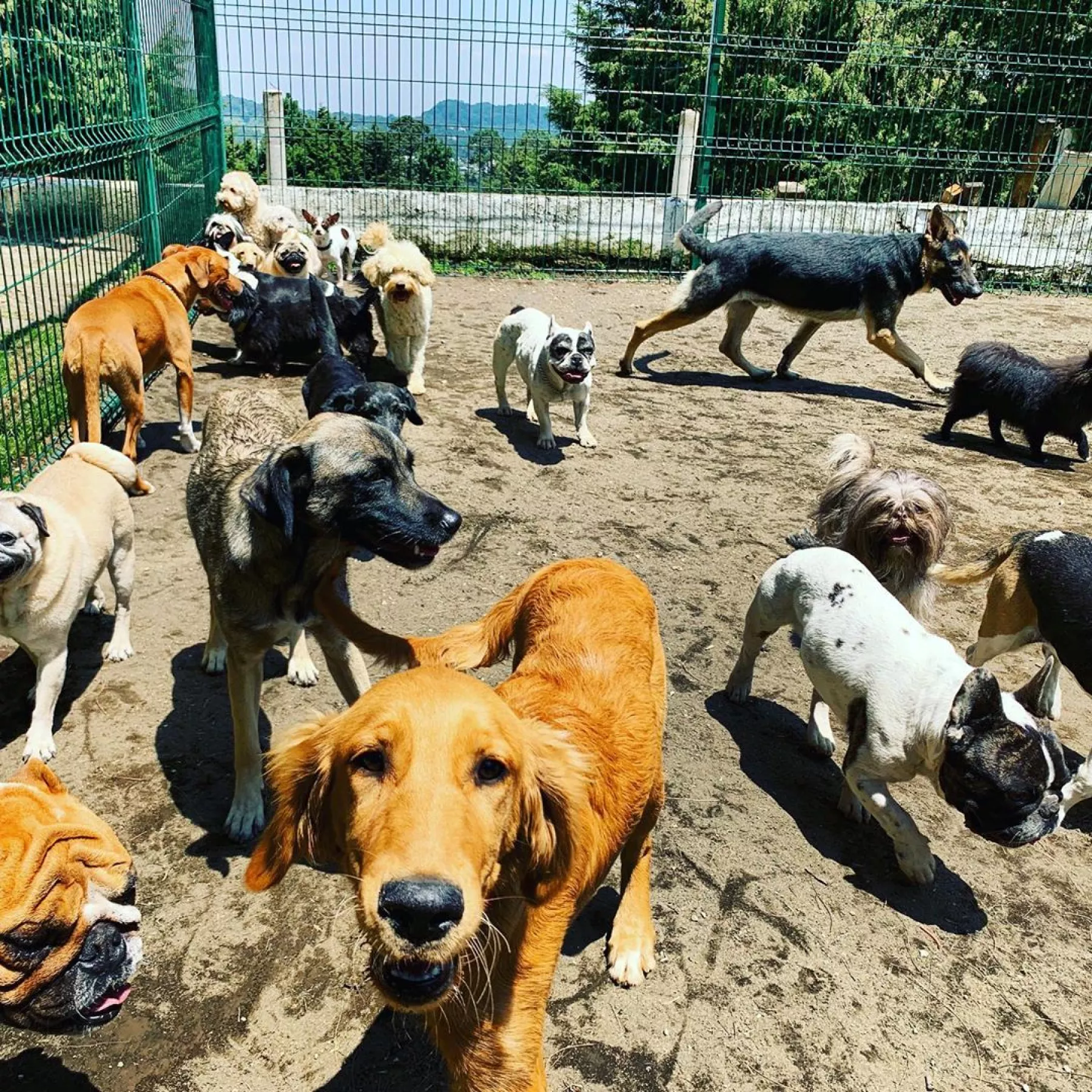the-dog-nanny.jpg