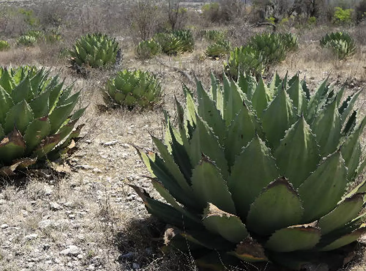 maguey mezcalero