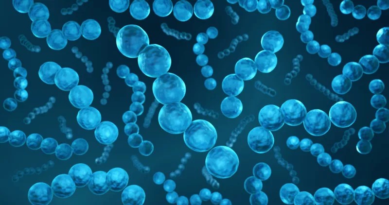 Ilustración 3D de bacterias estreptococos probióticas, también hay cepas que causan infecciones respiratorias