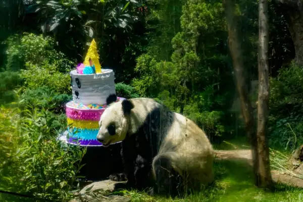 Shuan Shuan festejó su último cumpleaños este 6 de julio; por la noche la Secretaría del Medio Ambiente (Sedema) informó sobre su fallecimiento.