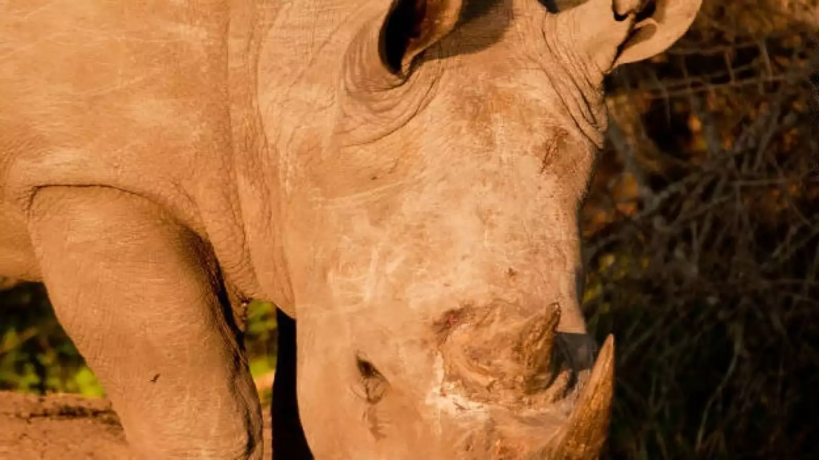 rinocerontes caza ilegal especies