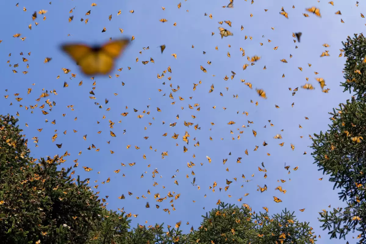 Monarch butterflies, Mexico