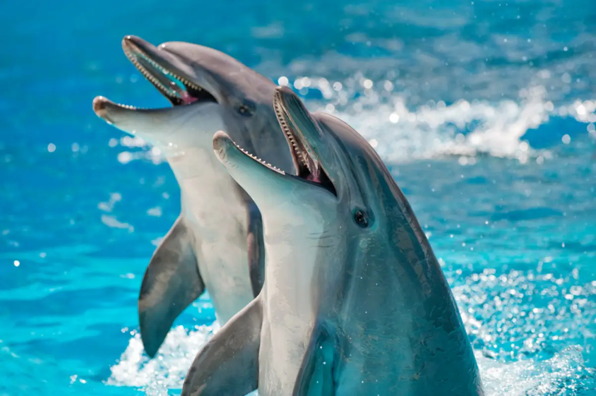 Two Dolphins in a blue water