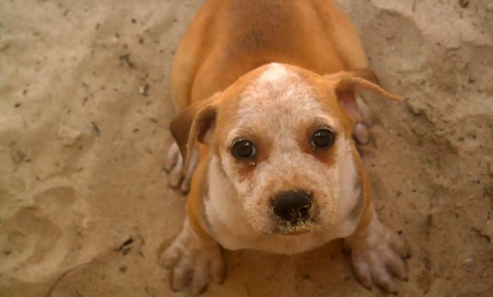 The Ritz-Carlton Cancún anunció su proyecto ‘Dog Watch’, en el que los viajeros cuidan y dan donativos para los perros de la comunidad.