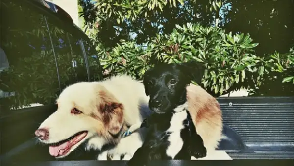 El actor y su novia modelo siguen demostrando que su relación sentimental se pone cada vez más formal y ahora decidieron agregar a un nuevo integrante, un tierno perrito.