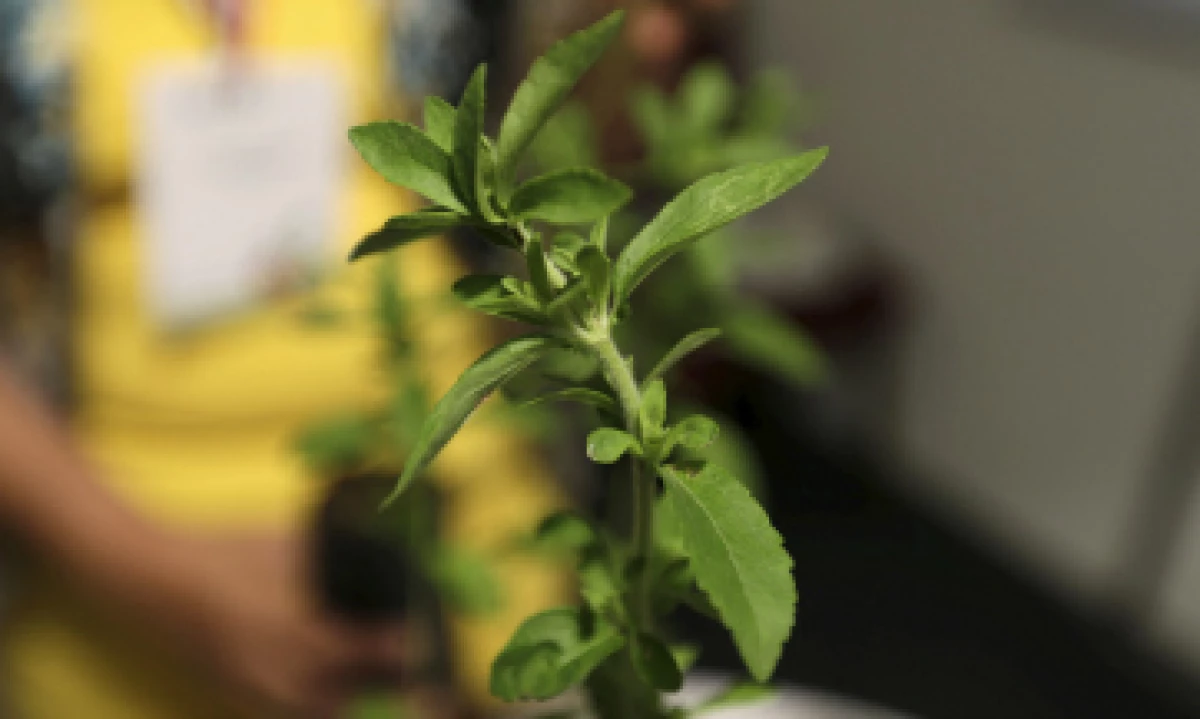 La planta de la stevia está de moda, aunque es difícil de cultivar. (Foto: Reuters)