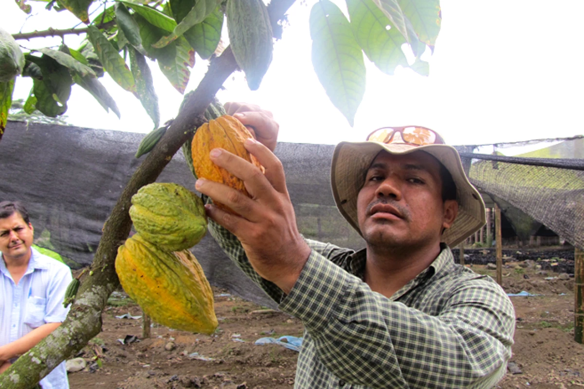 La mayor�a de los productores de cacao nunca hab�an probado el chocolate a partir de sus propios granos.