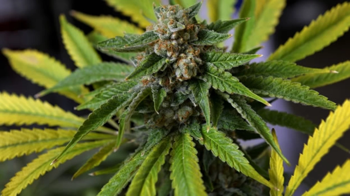 marihuana
