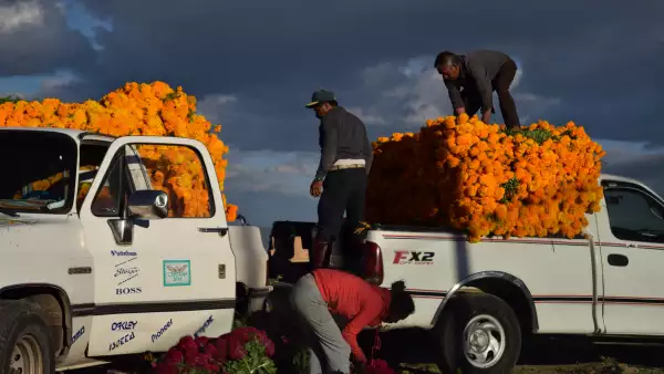 Mexican farmers harvesting yellow and purple marigolds
