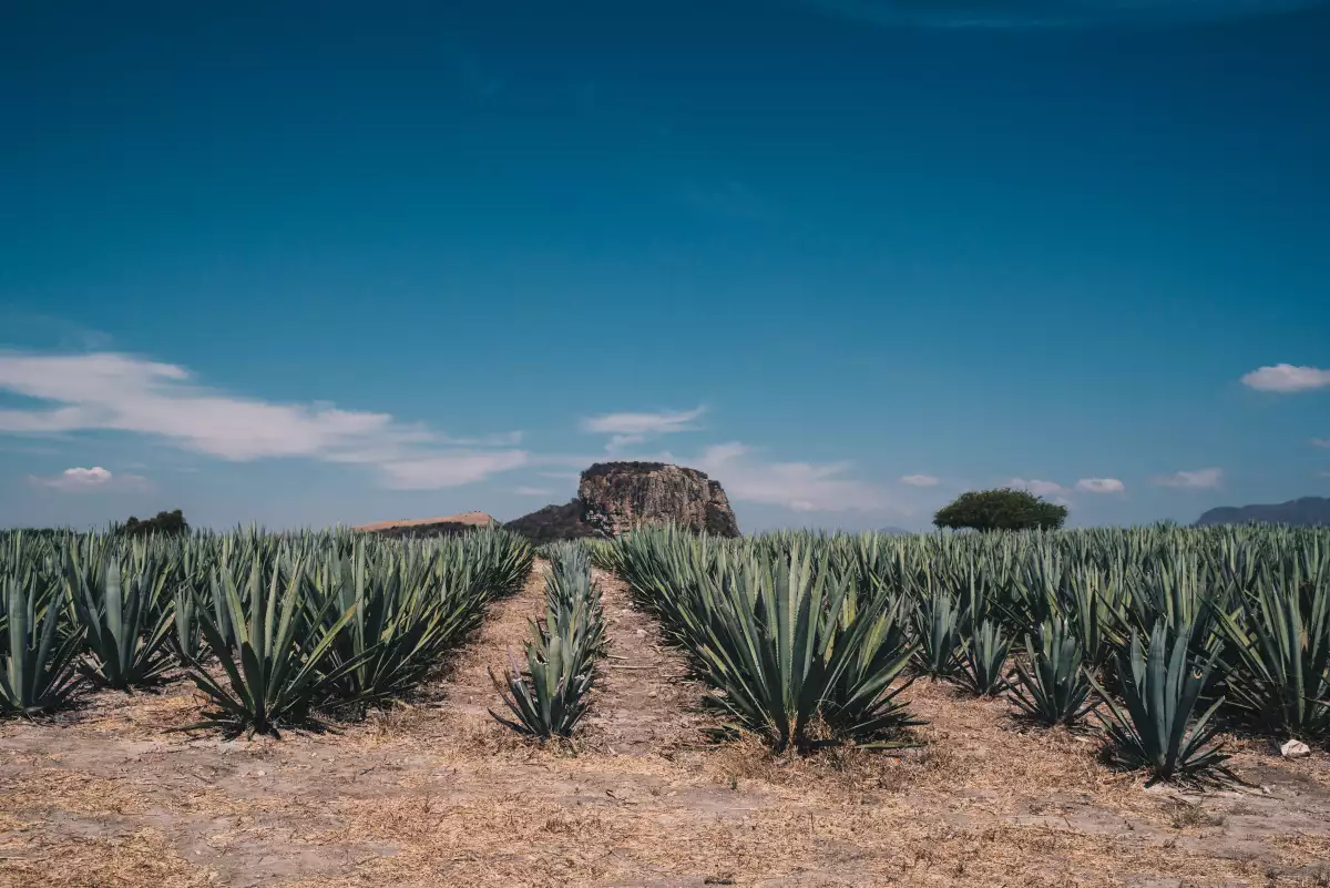 Mezcal Amarás en Oaxaca
