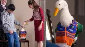pato merlin.jpg