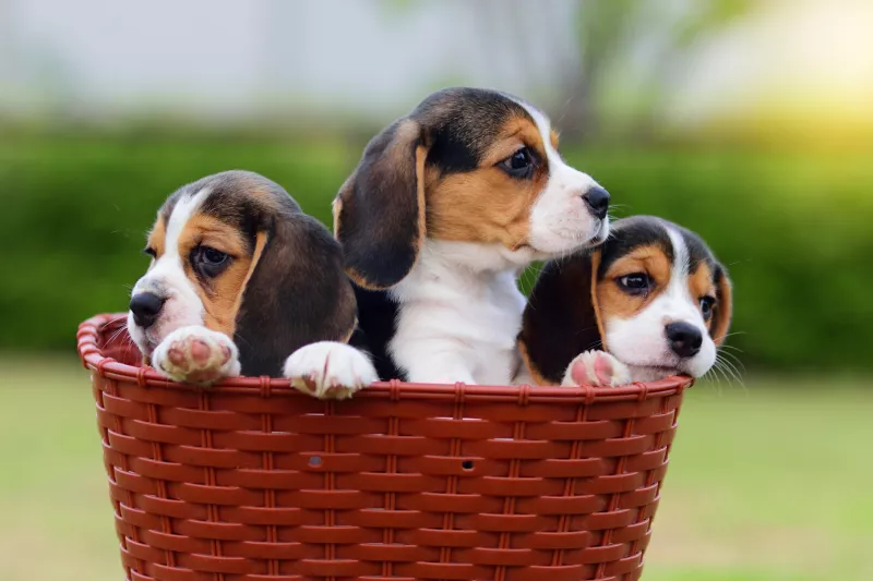 maltrato beagles
