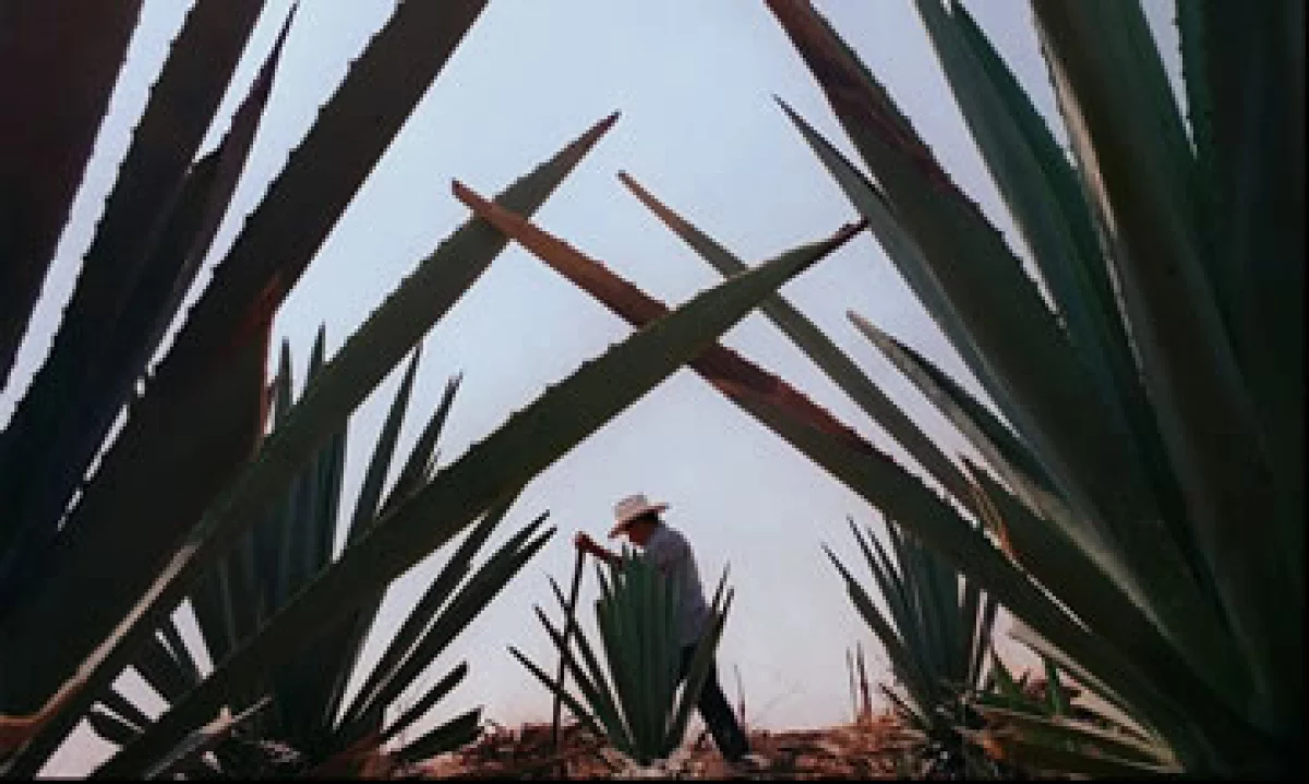 Casa Cuervo ganó 3% de participación de mercado en México en los últimos años para llegar a un total de 25%. El mercado por su parte se contrajo 1% anual de 2006 a 2011, según datos del Consejo Regulador del Tequila. (Foto: AP)