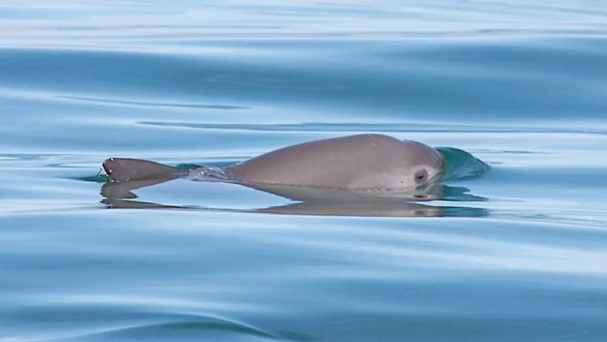 vaquita marina.jpeg
