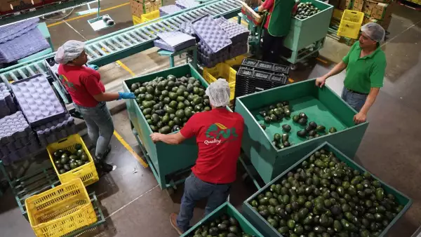 No culpes a la inflación, el cilantro y el huevo están caros por la sequía en México