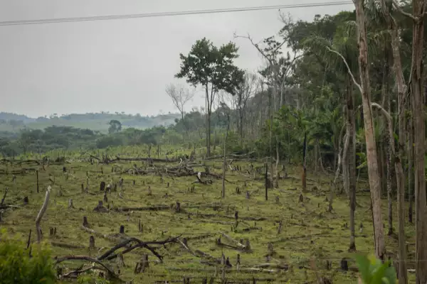 Predio talado en El Parque Nacional Natural Tinigua, en Colombia. Es un área natural protegida que ha sido diezmada por la actividad ganadera.
