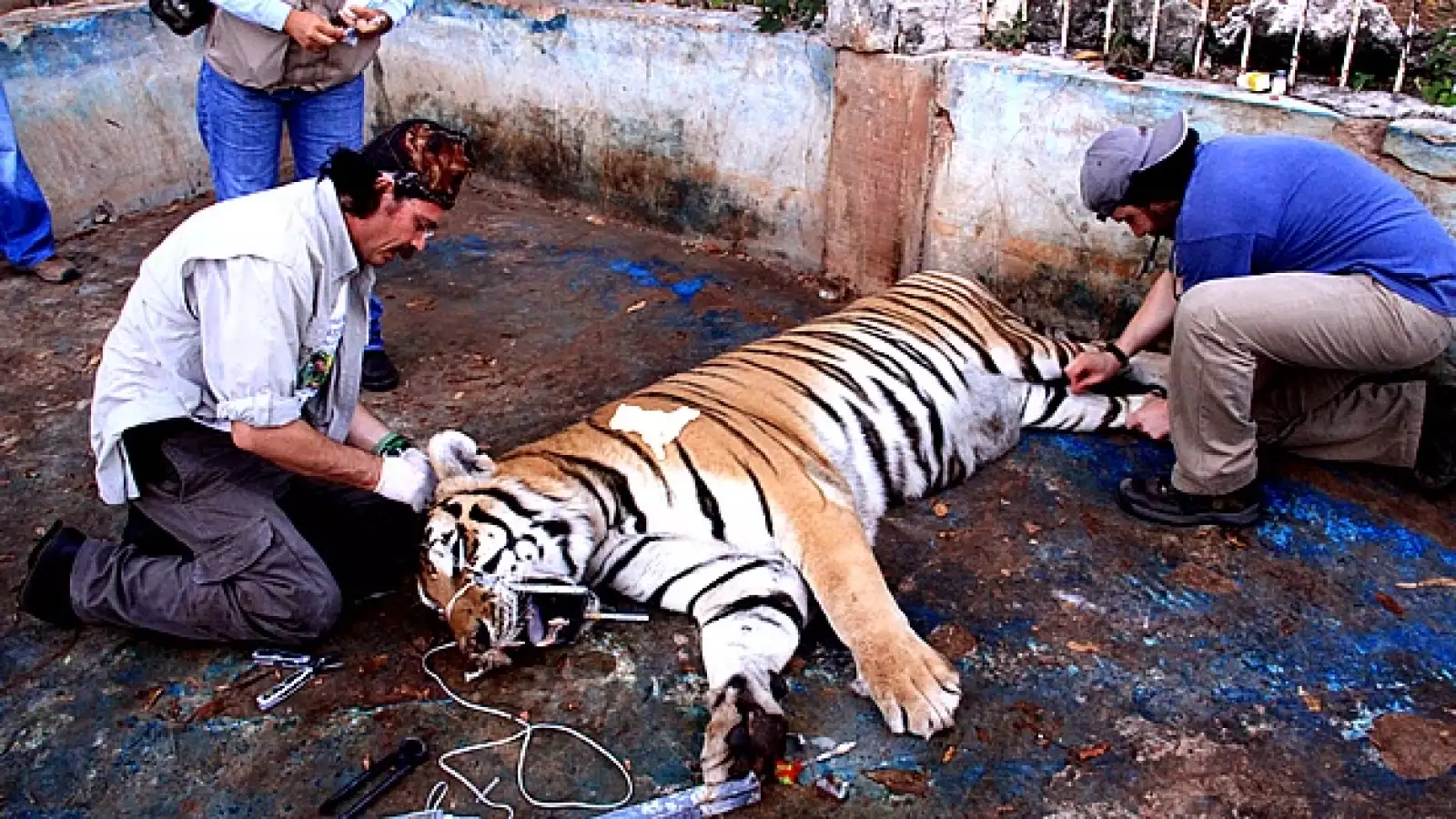 tigres asegurados en Cancún 3