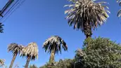 Las palmeras en la CDMX están muertas, ¿qué les pasó y cómo cambia el paisaje?