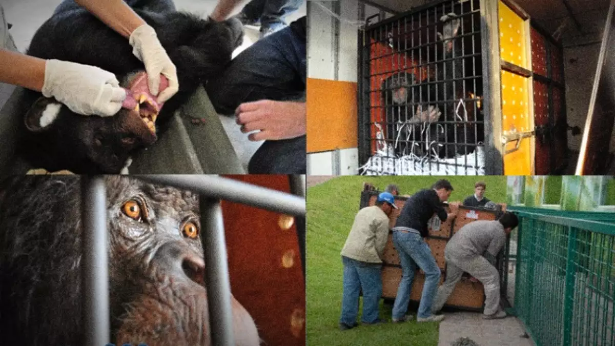 chimpance animals lebanon