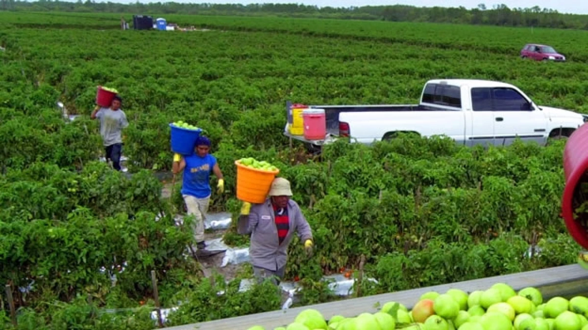 Siembra en Florida
