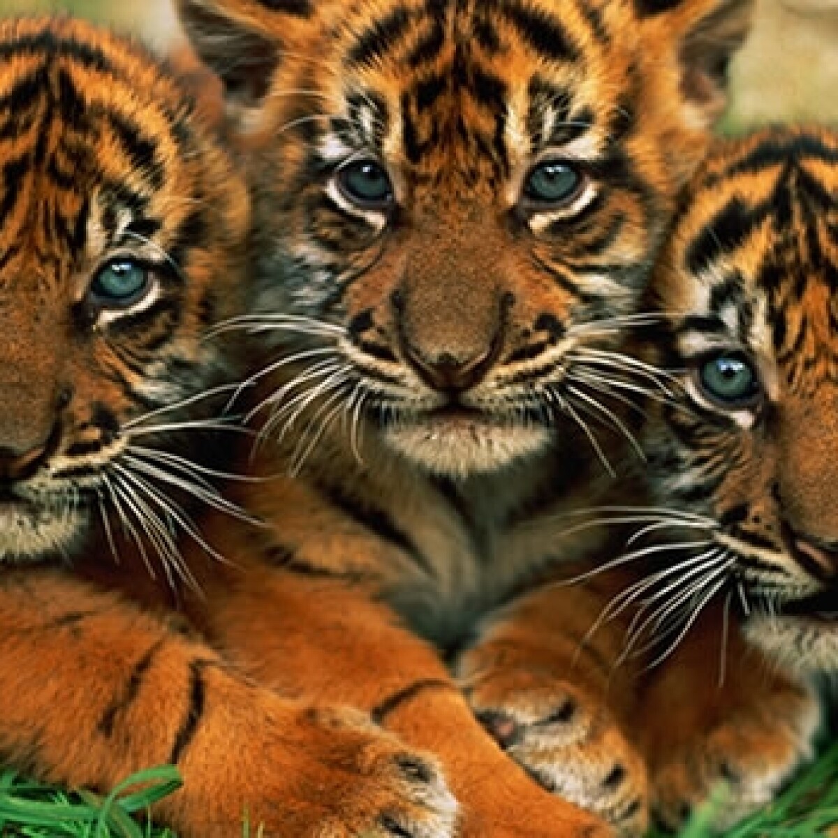 OPINIÓN El tigre de Sumatra, una especie (más) al borde