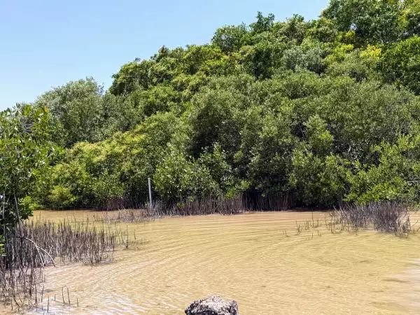 manglares yucatán