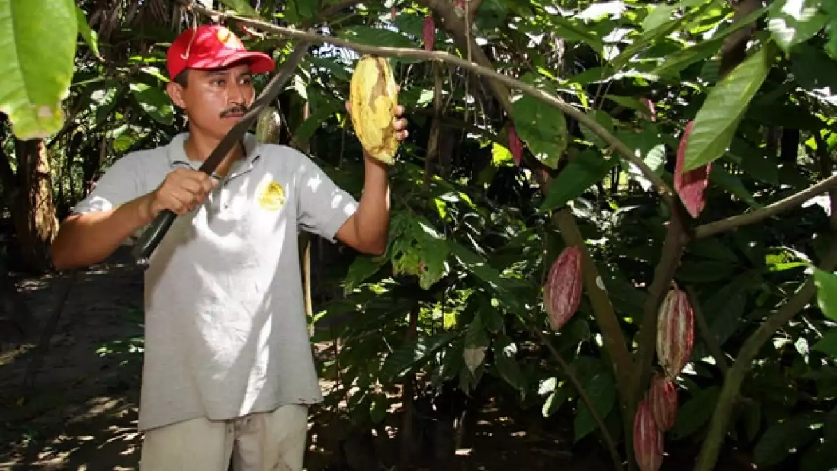 cacao condiciones laborales esclavitud menores