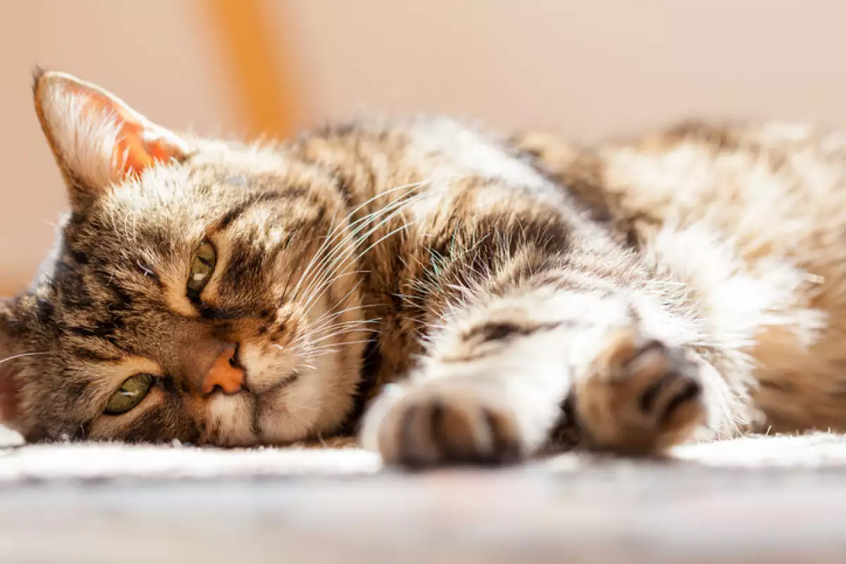 Cómo cuidar a un gato senior