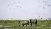 Foto de dos elefantes en la reserva de Moremi Game en Maun en Botsuana caminando entre agua y pasto y aves volando alrededor.