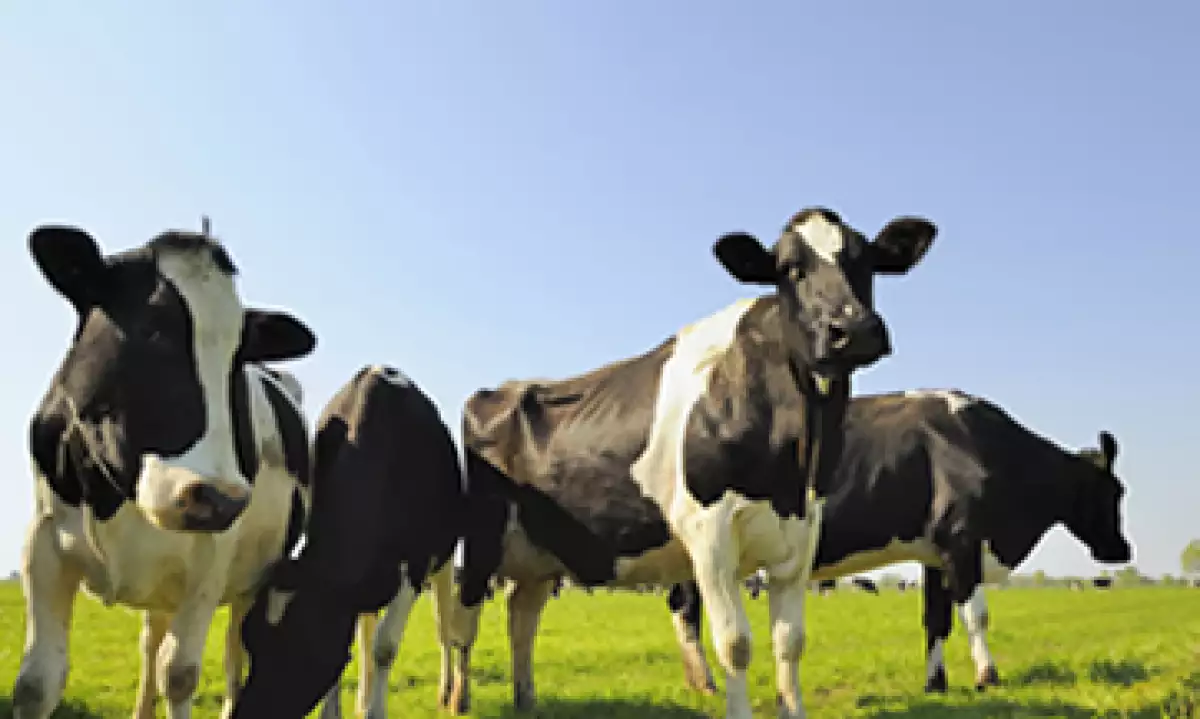 Una emprendedora se asoció con una fábrica en Uganda para frabricar joyería elaborada a partir de los cuernos de una vaca. (Foto: Getty Images)