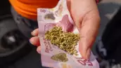 marihuana