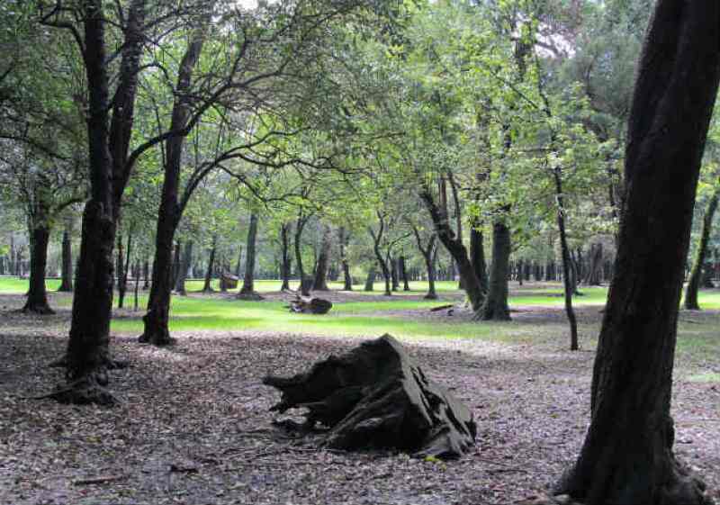 Bosque de Chapultepec