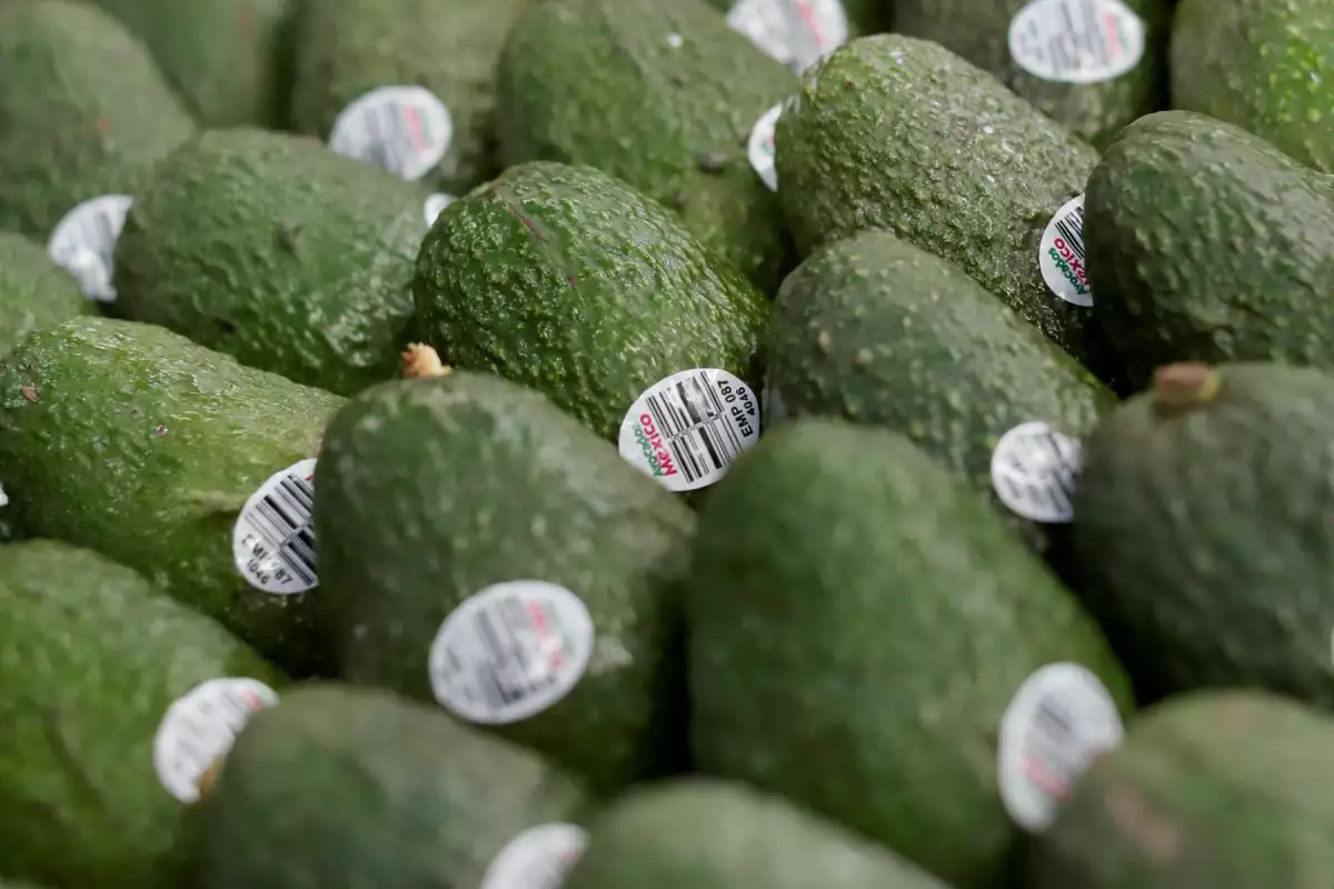 aguacate-mexicano-a-brasil
