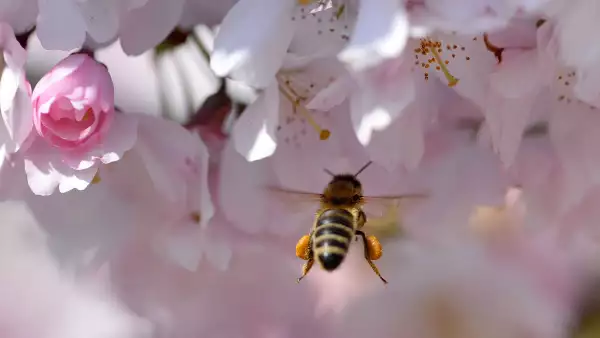 De 1999 a 2014, 921 personas murieron en Estados Unidos tras encuentros con avispones, avispas o abejas.