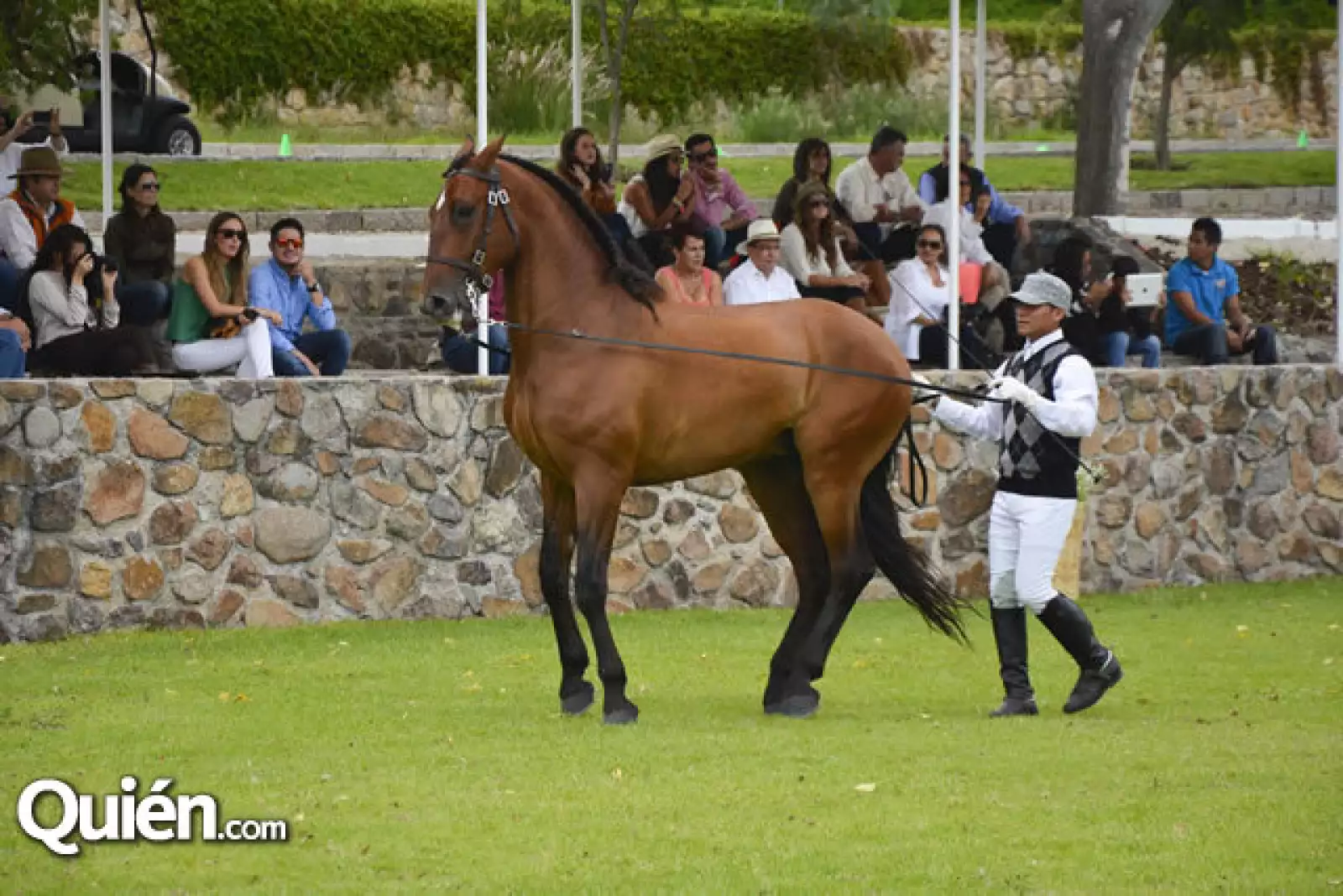 Doma de caballos Lucitános a la alta escuela