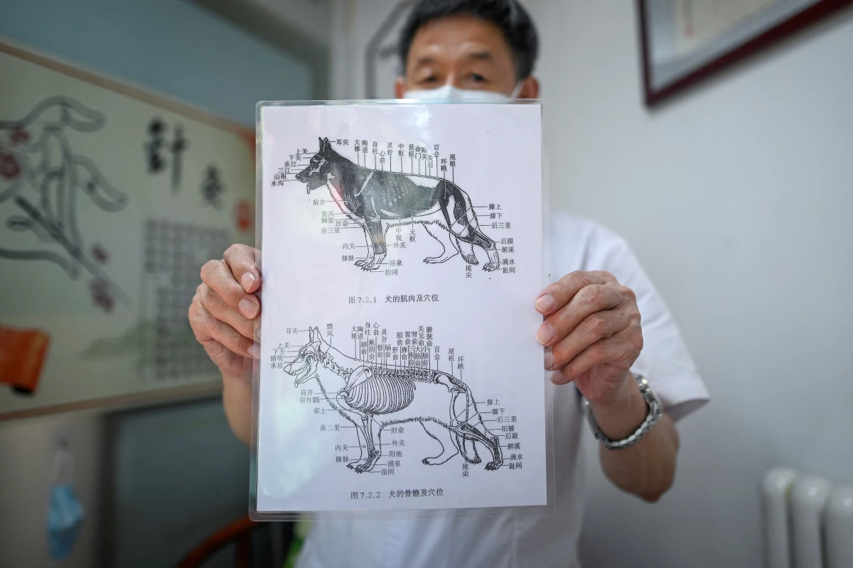 Acupuncture for animals, a growing trend in Beijing acupuncture-animals