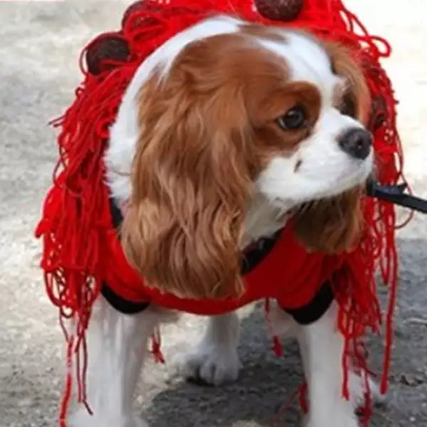 perros disfraz Halloween