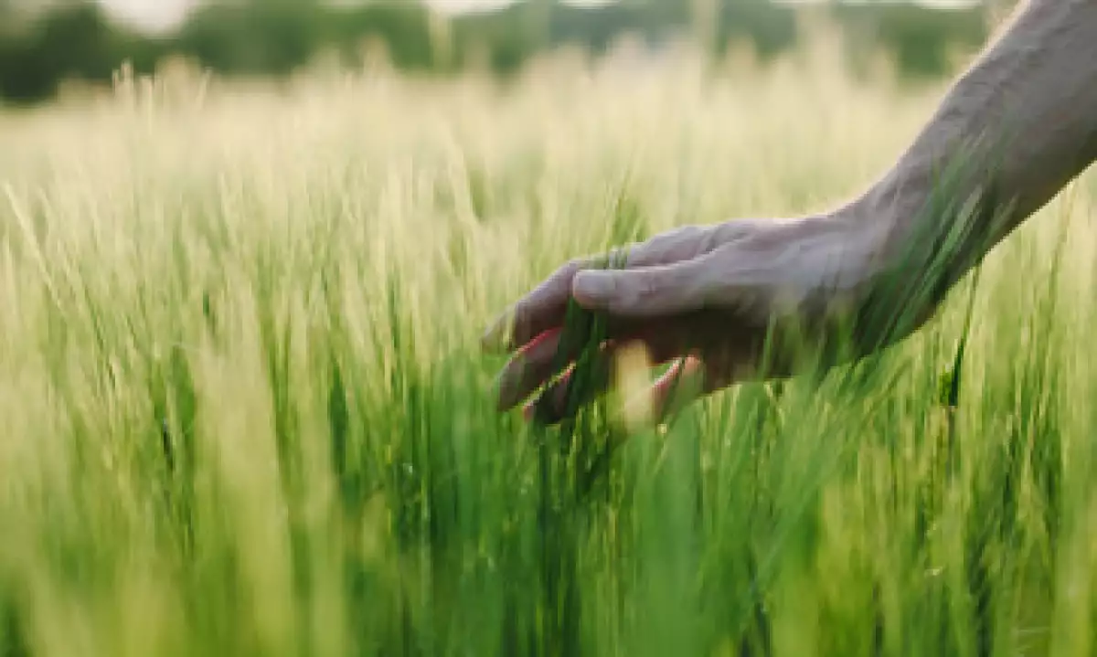 Se acordó explorar la creación de una reserva alimentaria para enfrentar emergencias por desastres naturales. (Foto: Getty Images)