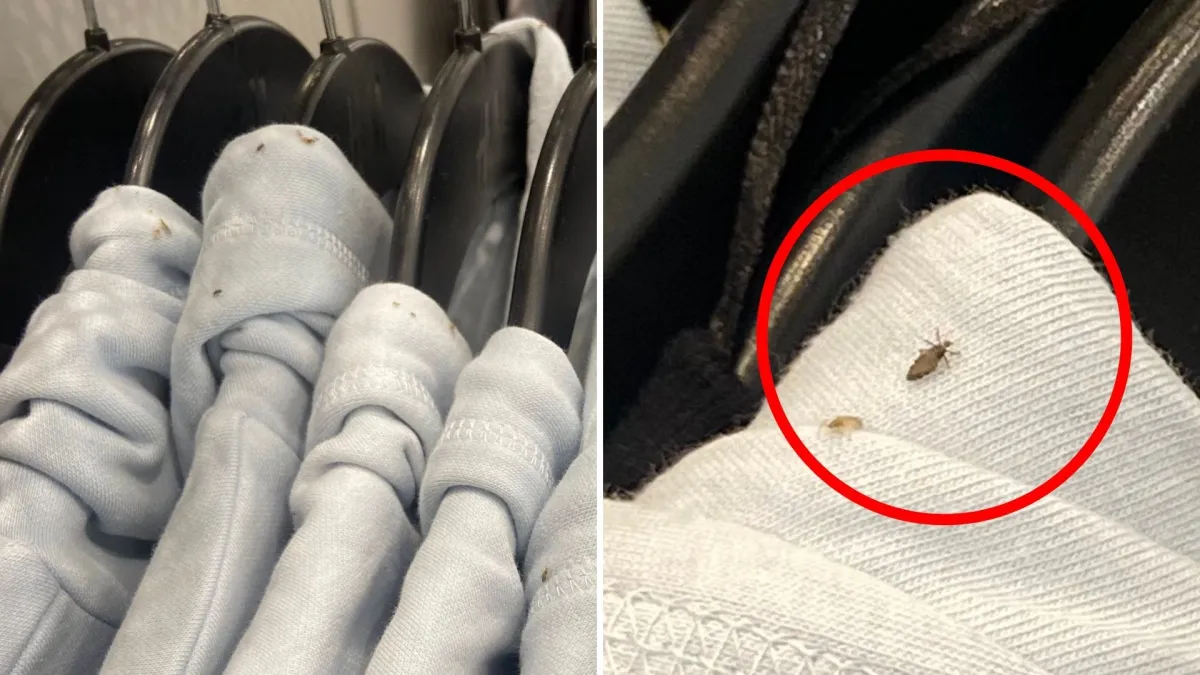 Insecto De Ropa H&M cierra una tienda luego de que empleada expuso prendas con insectos