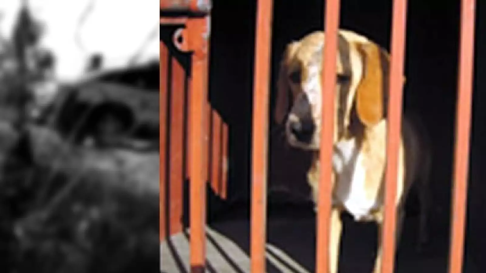 perrito 12
