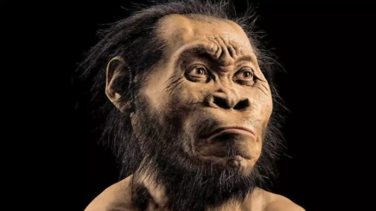 homo naledi