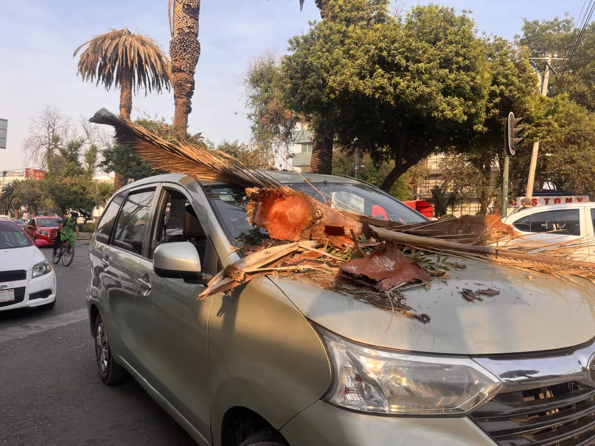 accidente-palmera-ciudad-de-mexico