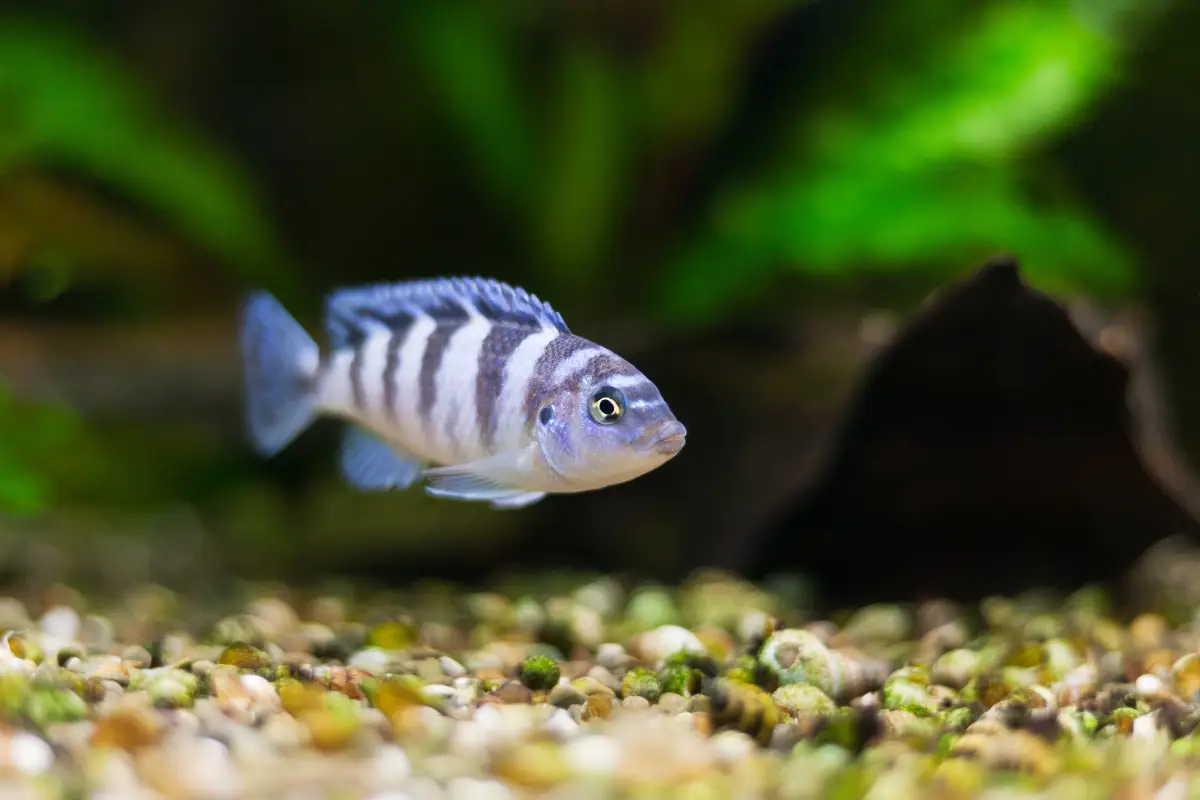peces-buenos-matematica
