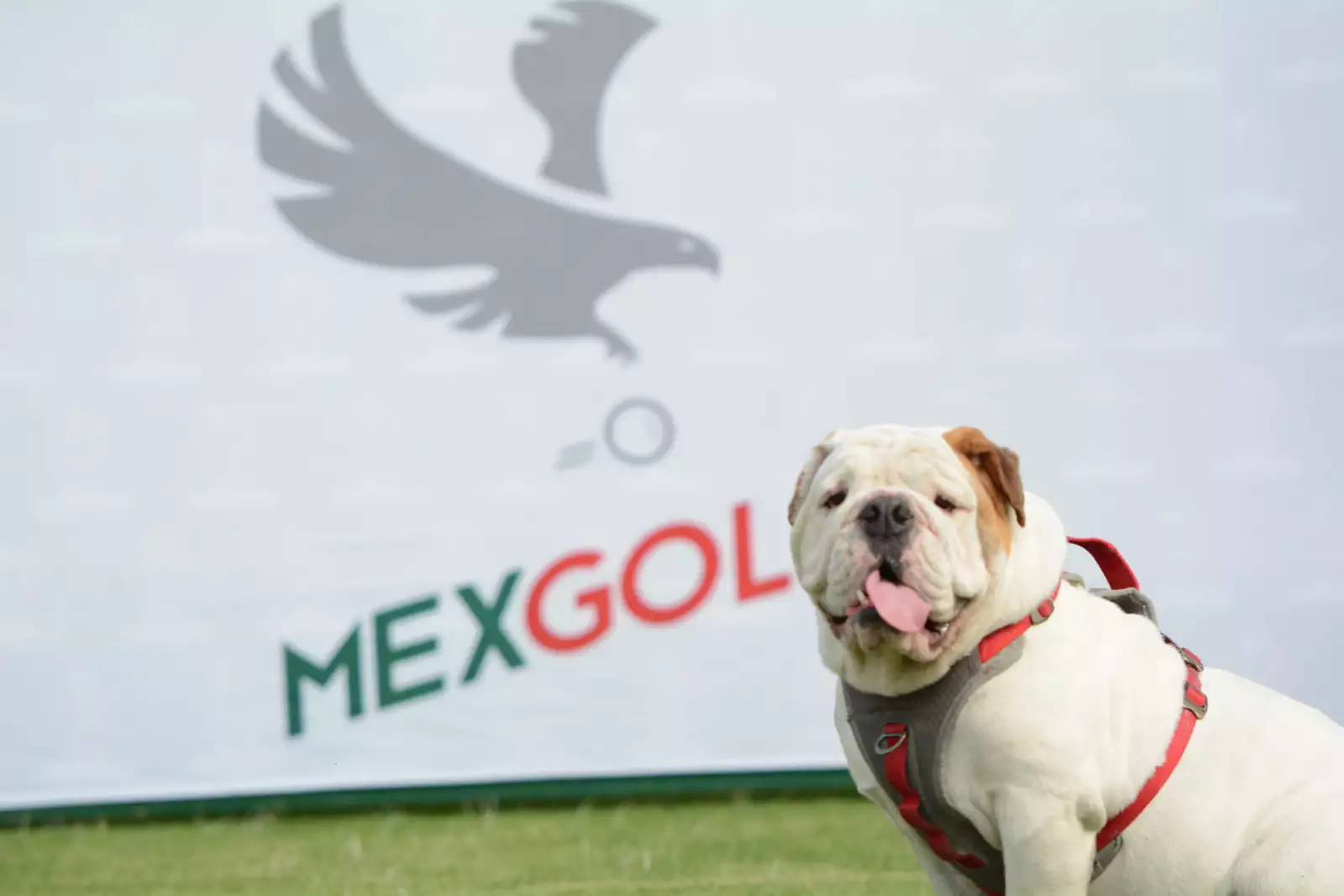 Theo - Mascota MexGolf.jpg