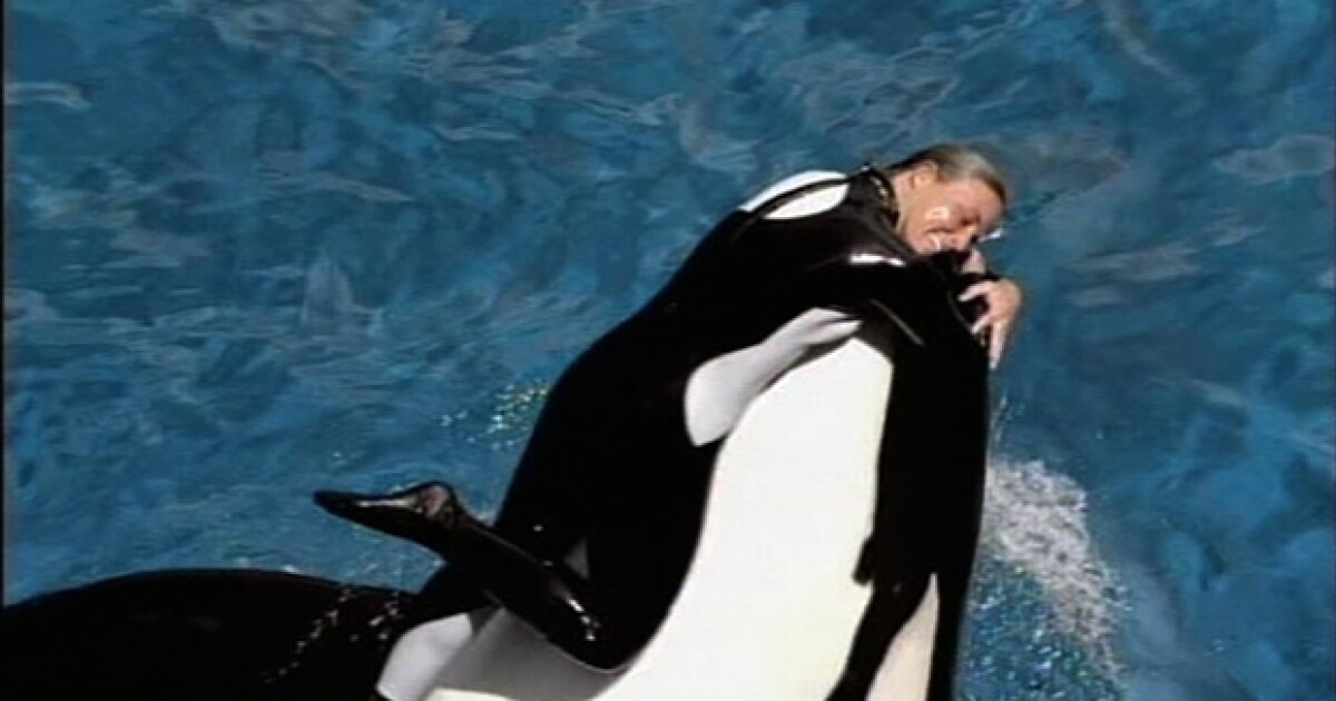 Orca Se Come A Su Entrenadora