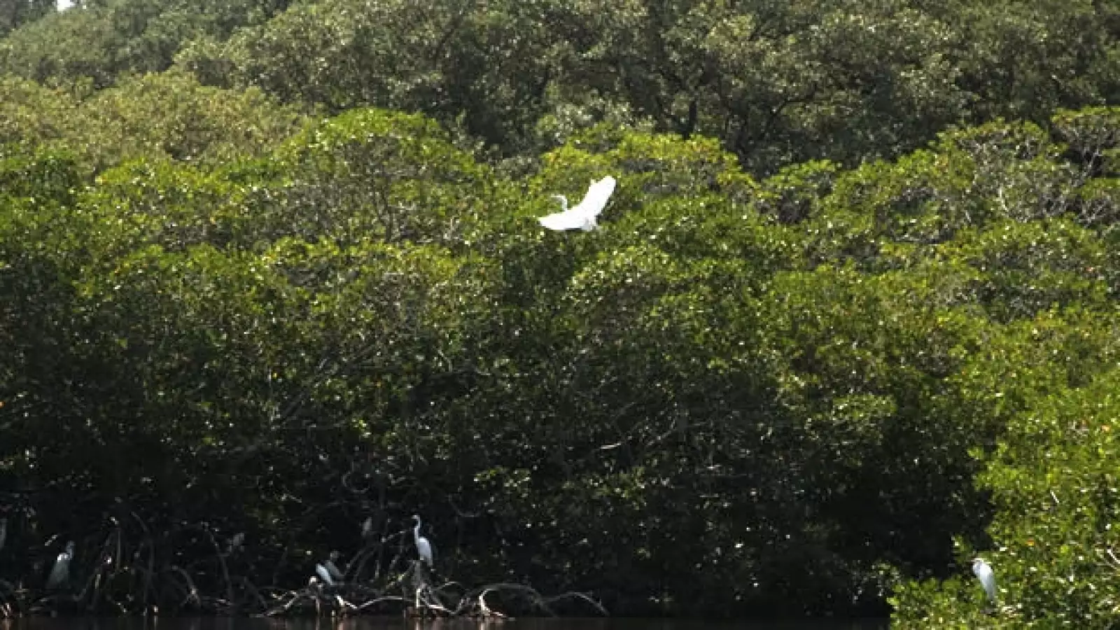 aves y humedales veracruz 8