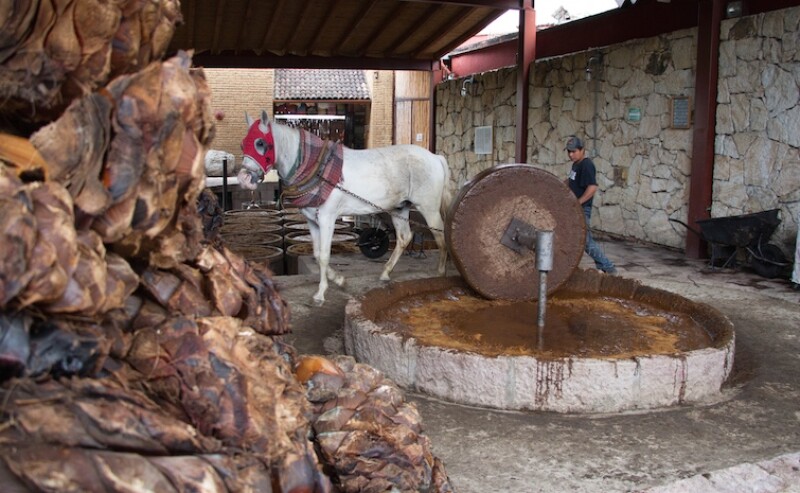 Molienda de agave