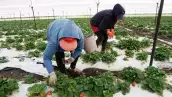 MEXICO-US-ECONOMY-TRADE-STRAWBERRIES